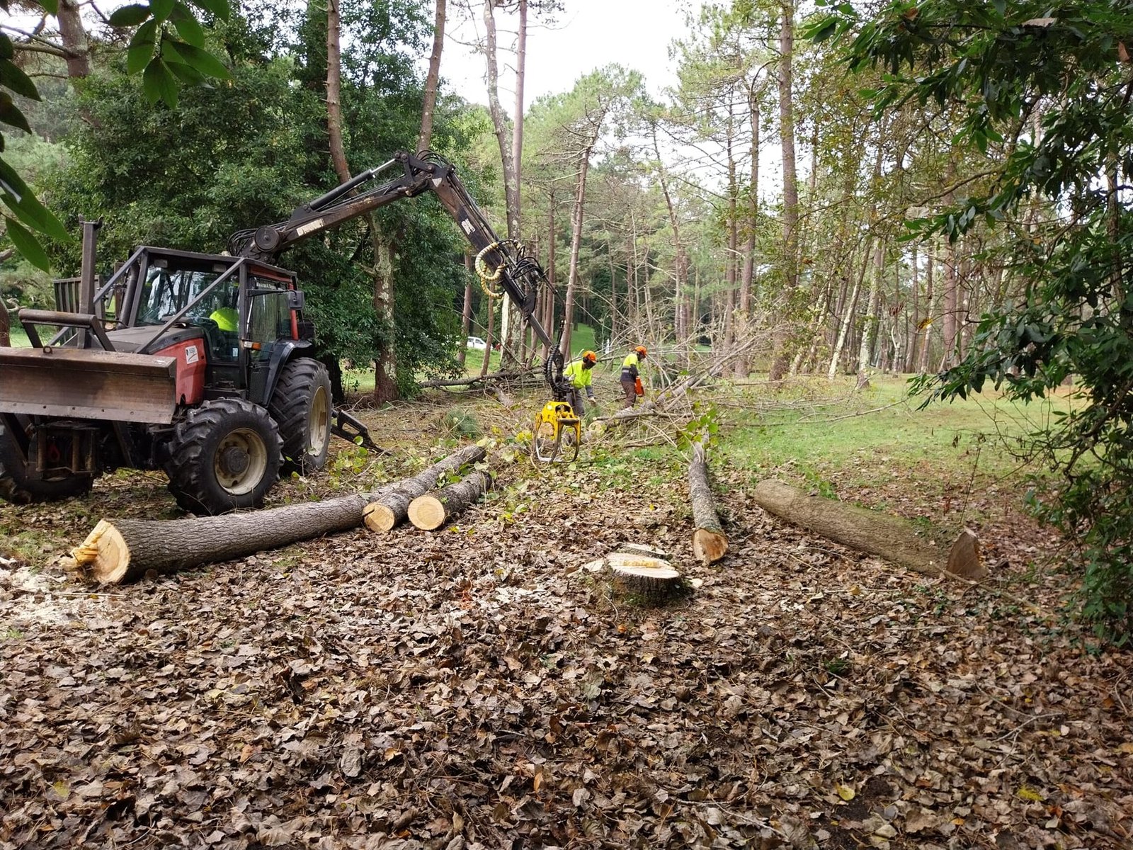Maquinaria forestal y troncos en un terreno arbolado